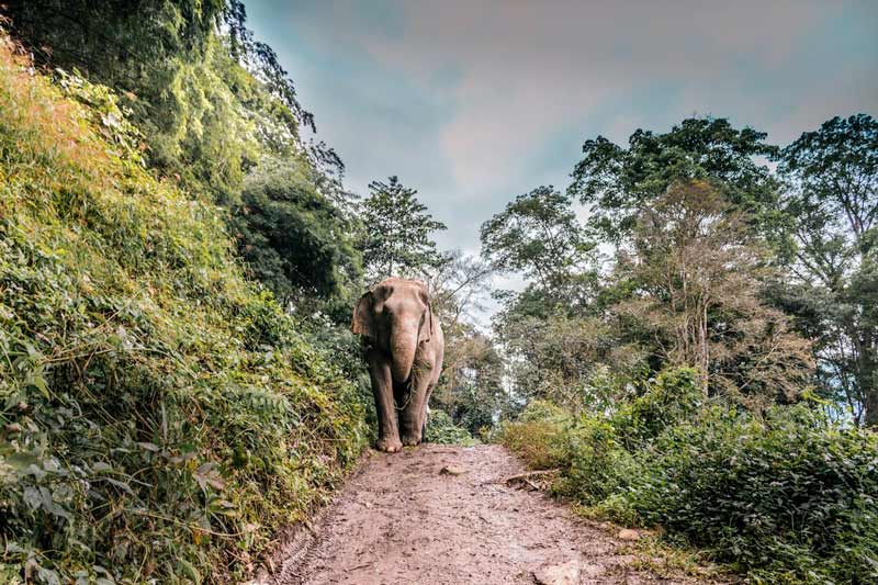 تردد فیل‌ها در طبیعت چیانگ مای