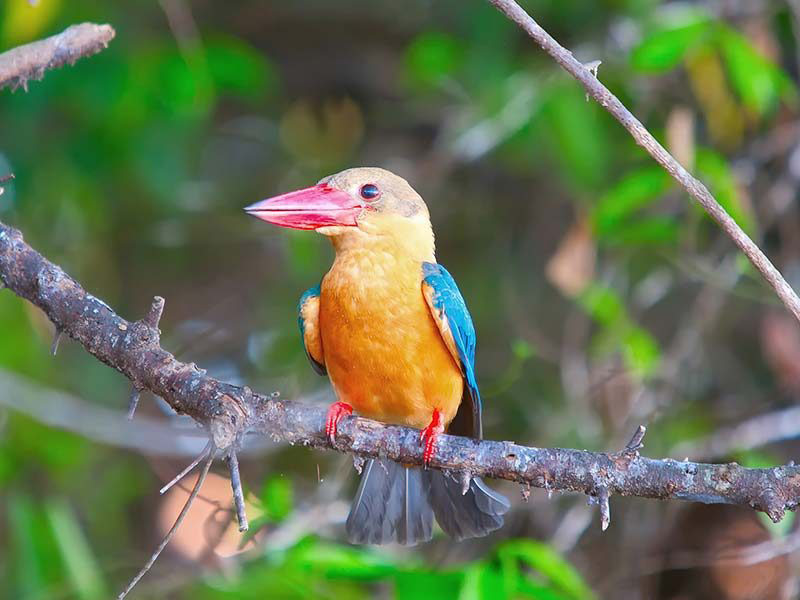منطقه حفاظت شده پرندگان آتیدیا کلمبو