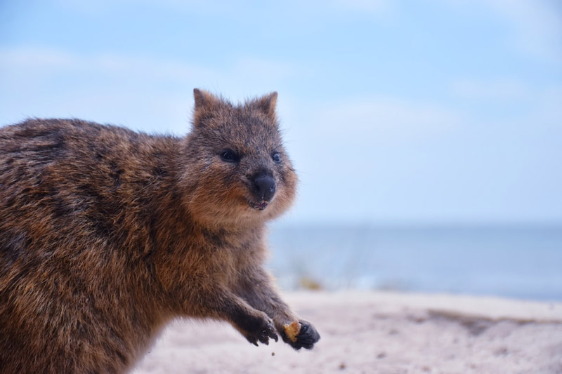 حیات وحش پرت در استرالیا