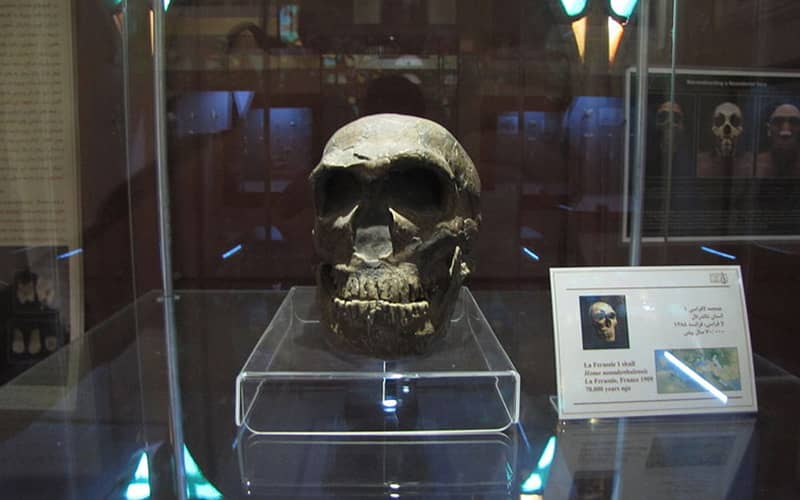 جمجمه انسان در موزه