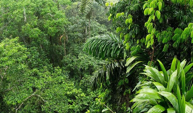 پوشش گیاهی جنگل آمازون