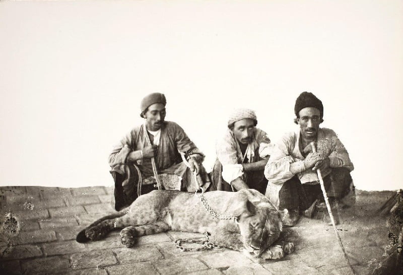 شکار شیر ایرانی توسط افراد محلی