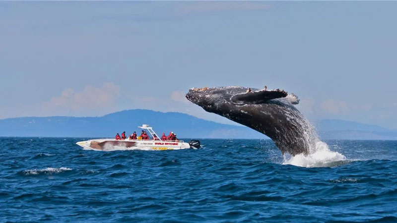 تورهای تماشای نهنگ در کبک