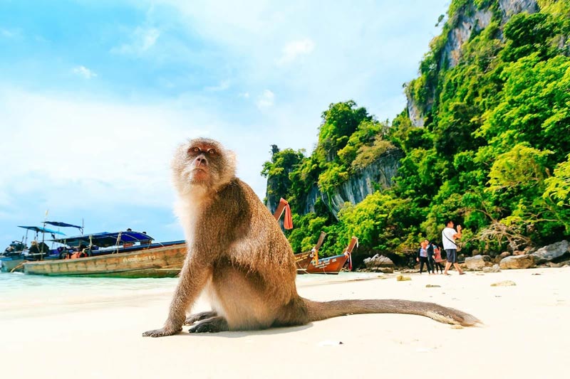 ساحل میمون‌ها در جزیره فی فی