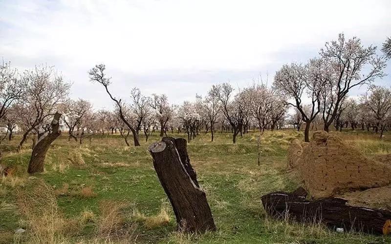 قطع درختان در پارک جنگلی