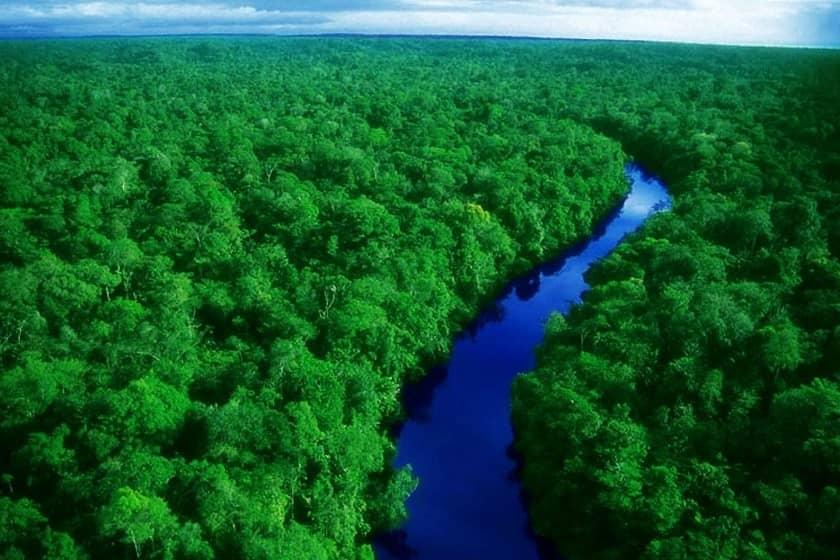 دانستنی‌های شگفت‌انگیز و عجایب جنگل آمازون