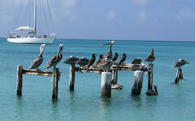 تعدادی پرنده روی پایه های چوبی در دریا