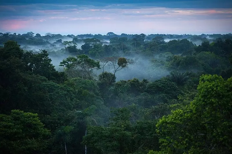 جنگل بارانی آمازون