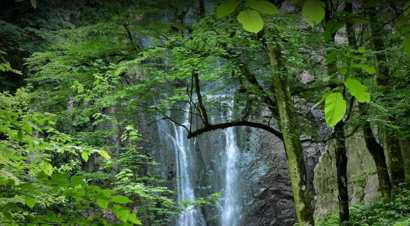آبشار جنگل تیلاکنار