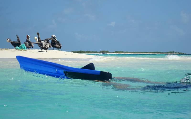 قایق کوچک آبی رنگ در آب های فیروزه ای در کنار ساحلی با چند پرنده