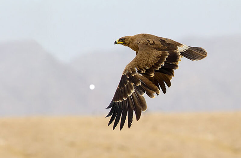 عقاب طلایی در پناهگاه حیات وحش انگوران