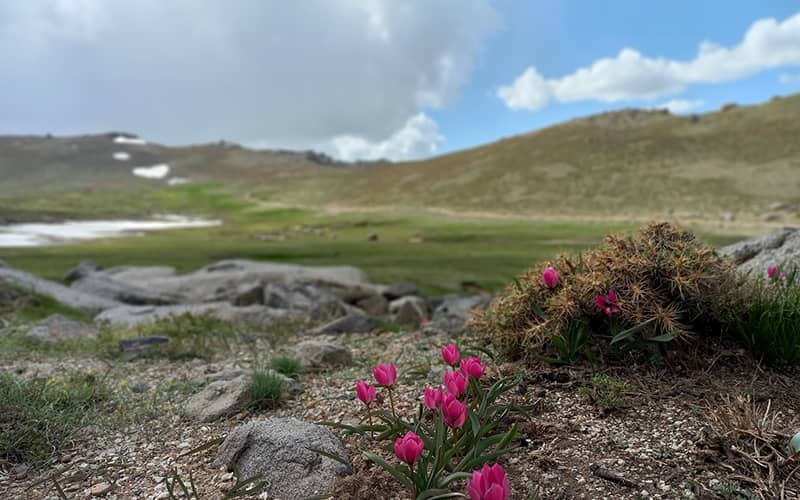 گلهای صورتی در دشتی مشرف به کوه