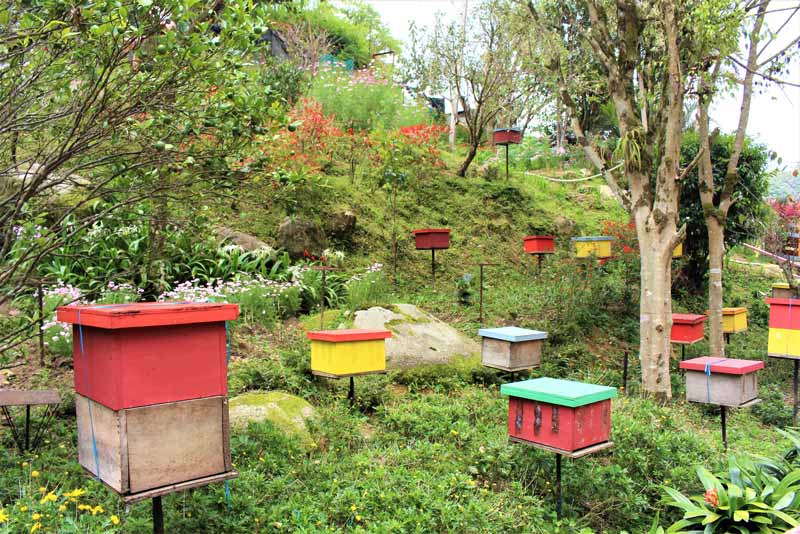 مزارع زنبور در کمرون هایلندز