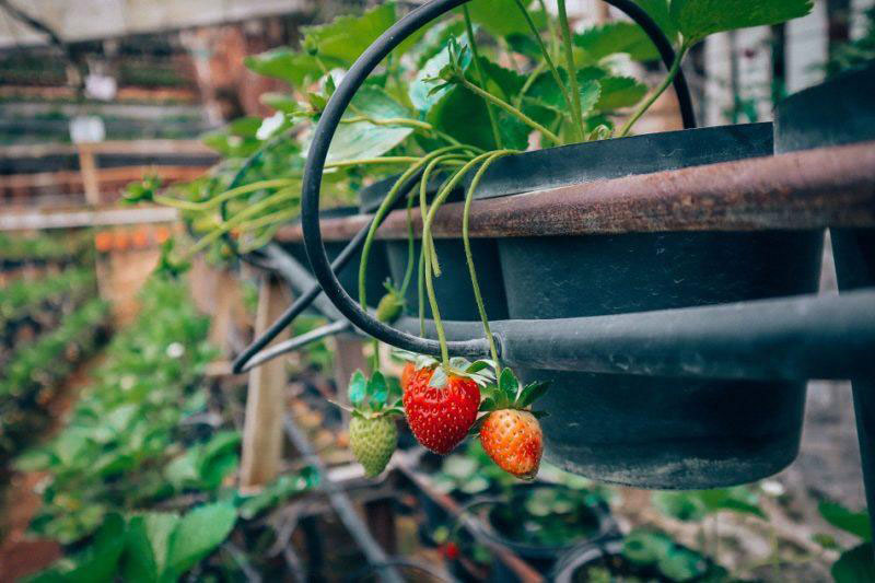 مزرعه توت فرنگی در کمرون هایلندز