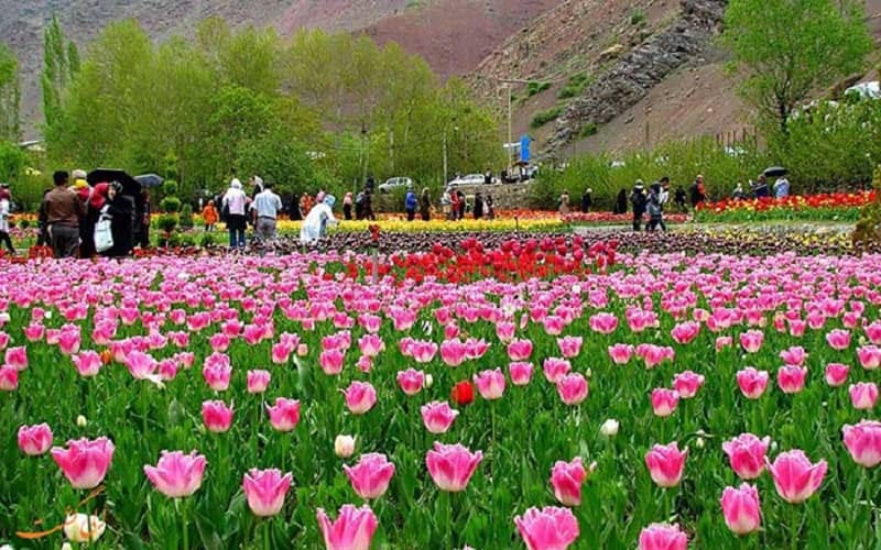 جشنواره لاله در روستای گچسر جاده چالوس