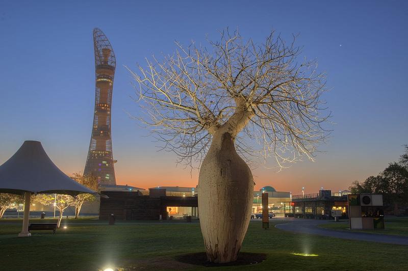 درخت بائوب در پارک اسپایر قطر