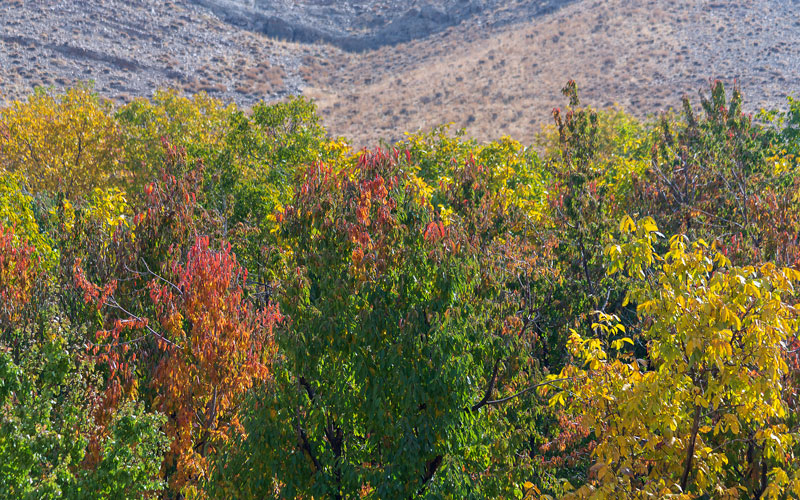 منظره پاییزی منطقه شکار ممنوع کهک