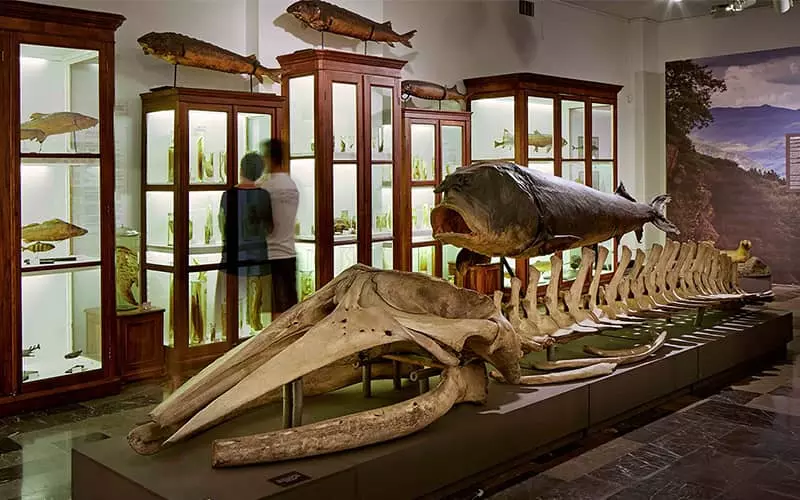 بقایای استخوان های ماهی غول پیکر در کنار ویترین های موزه ماهی ها