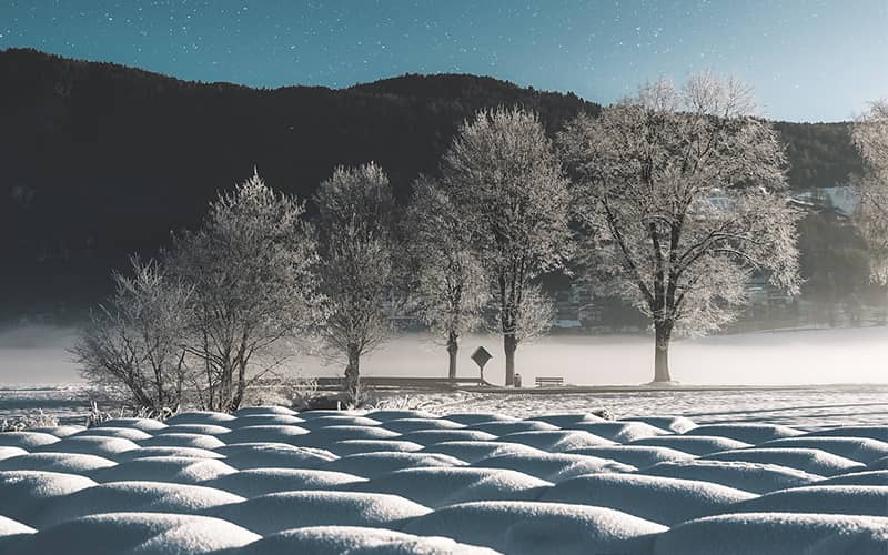 درختان و زمین پوشیده از برف