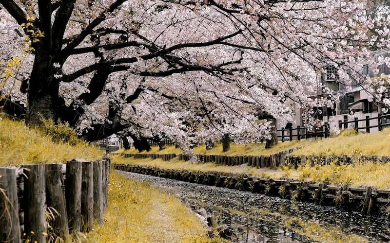 درختانی با شکوفه های گیلاس در کنار رودخانه ای در ژاپن