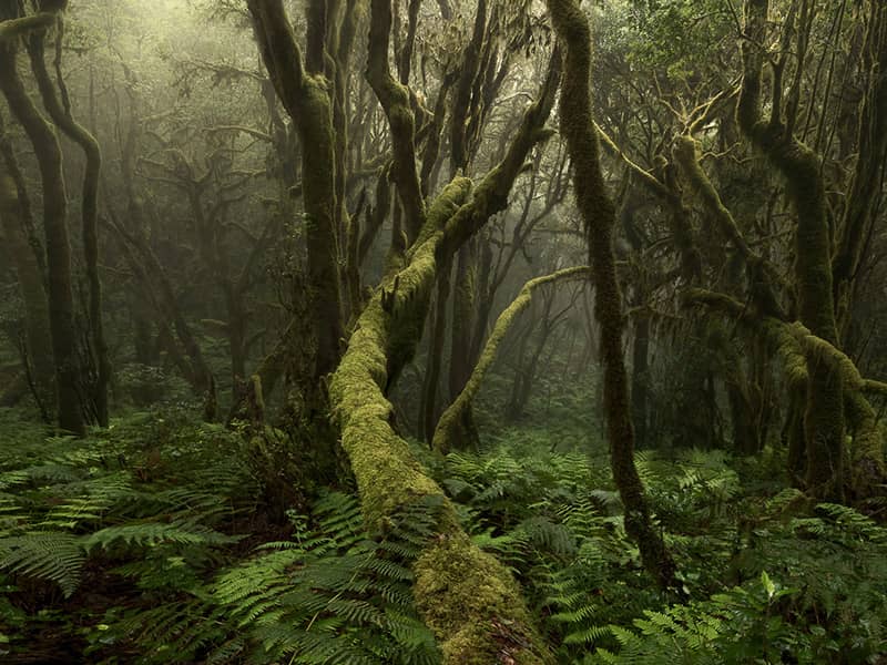 جنگلی مه گرفته با درختان خزه بسته