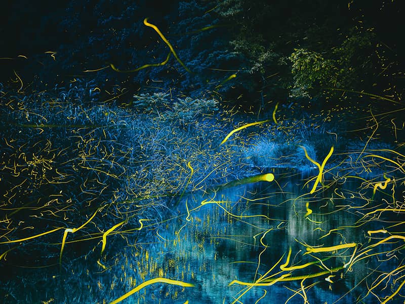 تصویری از موجودات دریایی در شب