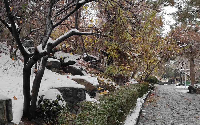 برف مختصر روی درختان و سنگ های پارکی در تهران