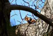 سنجاب جنگلی در سراب گیان