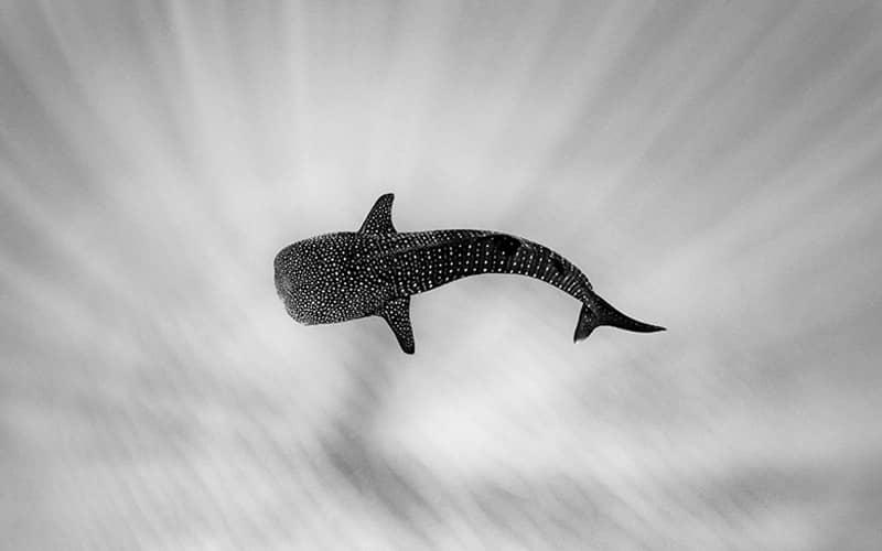 تصویر سیاه و سفید ماهی خال خالی