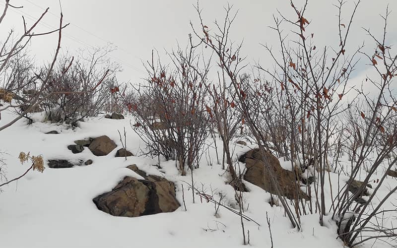 تپه ای با درختان کوتاه و چندین سنگ بزرگ در برف