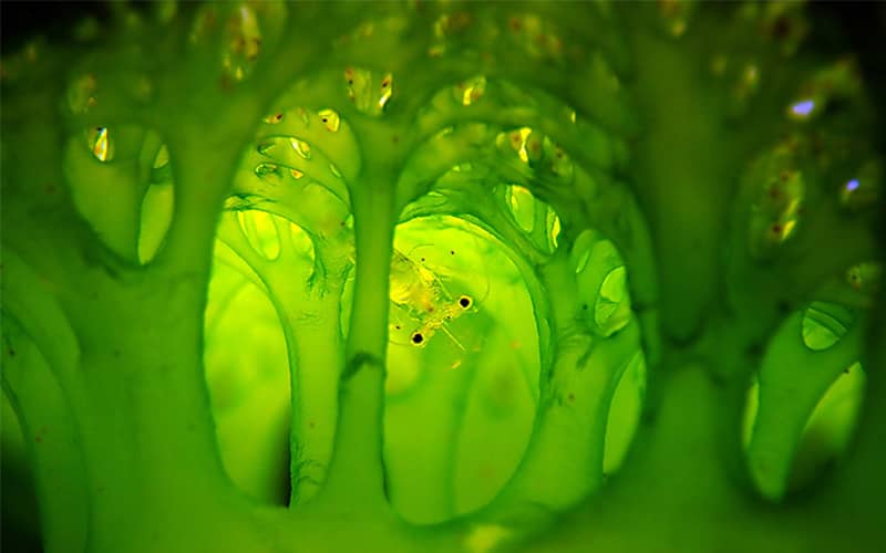 جانوران دریایی کوچکی در ساختاری سبزرنگ