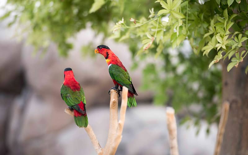دو پرنده رنگی در سافاری پارک دبی
