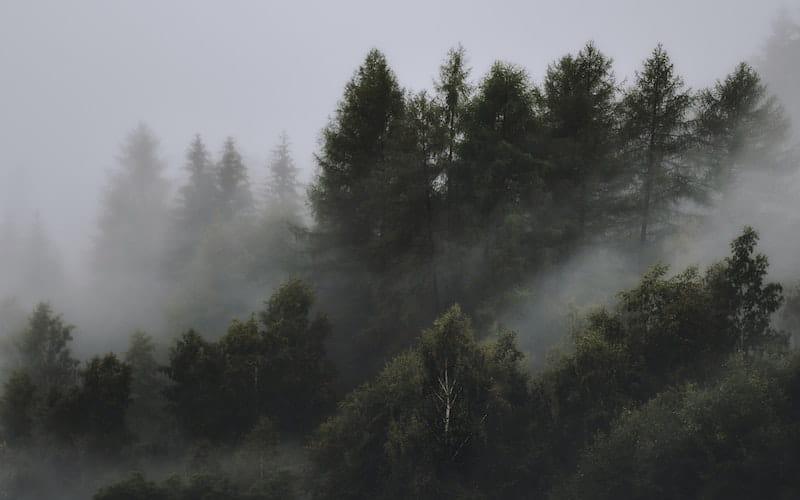 جنگل مه گرفته
