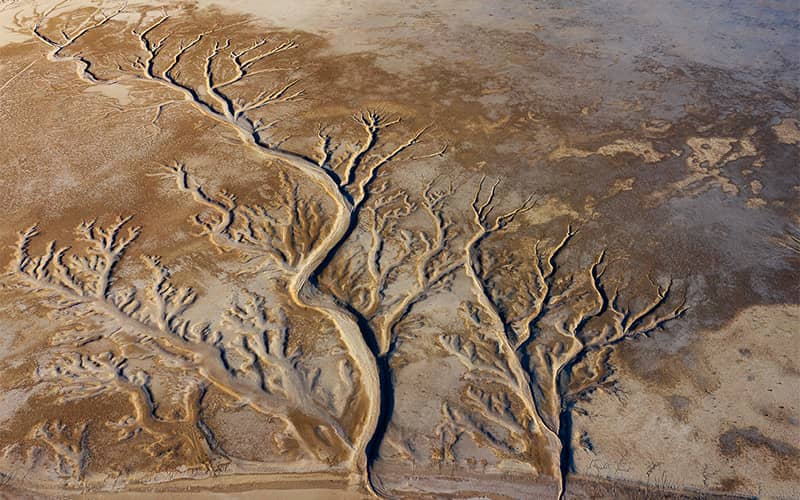 عکس هوایی از کویری به شکل درخت