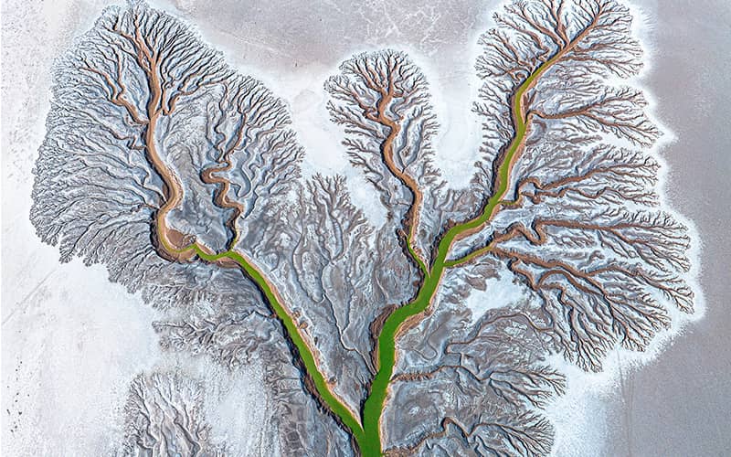 عکس هوایی از منطقه ای به شکل درخت