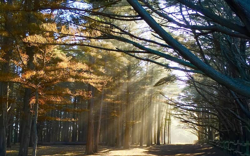 تابش نور خورشید از میان درختان جنگلی