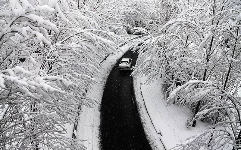 جاده آسفالتی در میان انبوهی از درختان سفیدپوش