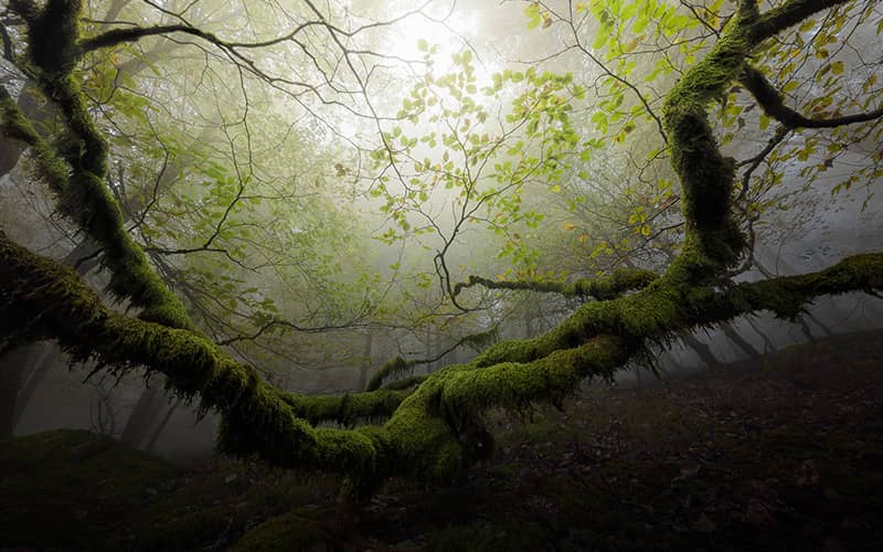 درختان خزه دار در جنگلی مه آلود