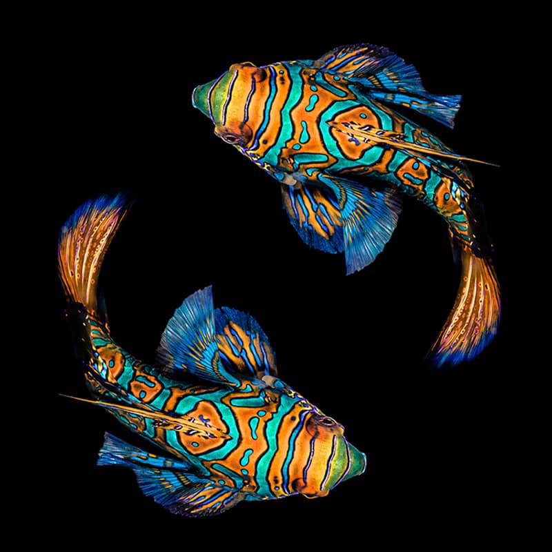 دو ماهی رنگین کمانی در کنار هم
