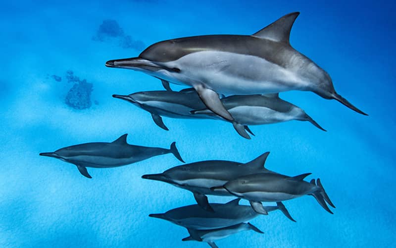 شنای گروهی دلفین ها