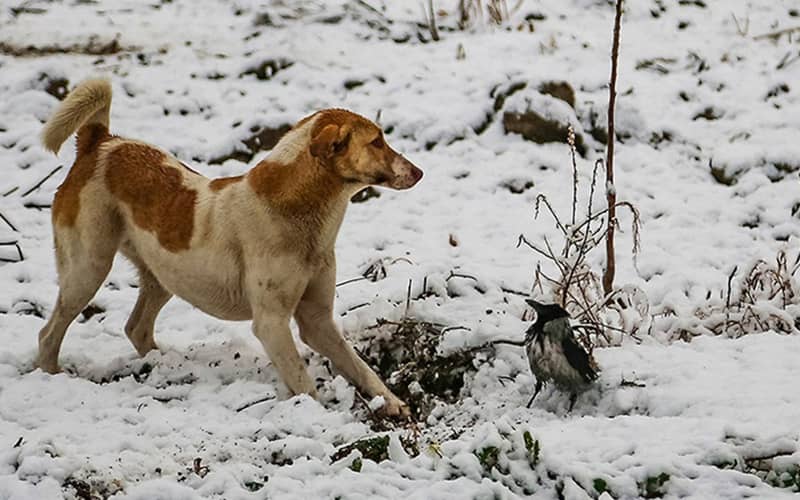 سگ و کلاغی زیر برف