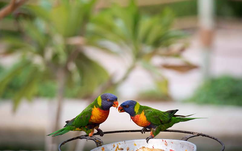 دو پرنده کوچک و رنگی در سافاری پارک دبی