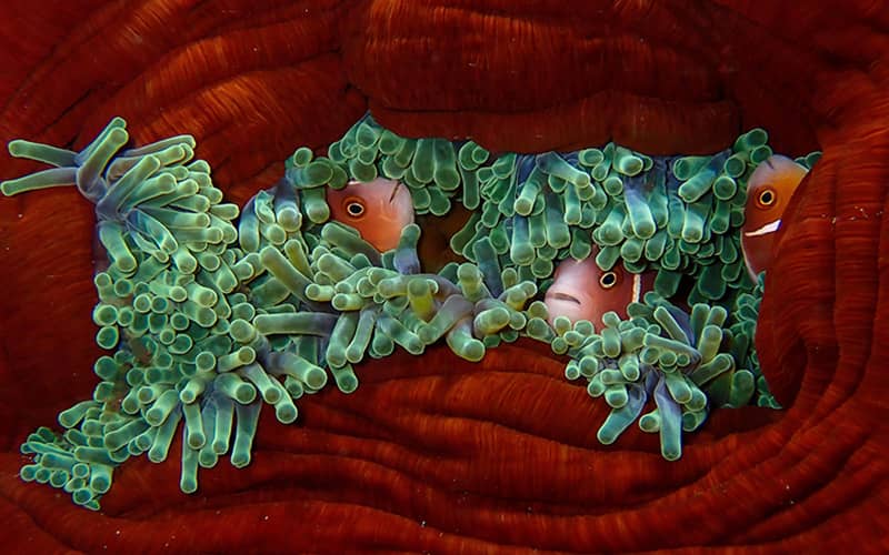 ماهی های کوچک در میان گیاهان دریایی