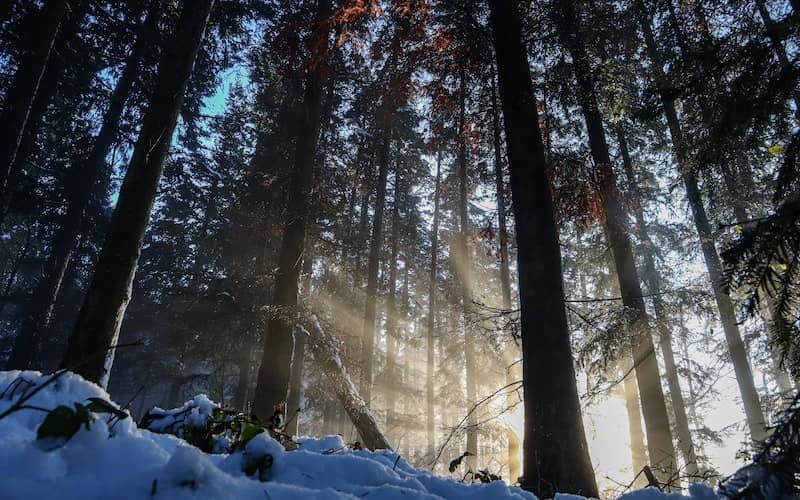 تابش نور خورشید از میان درختان در زمستان