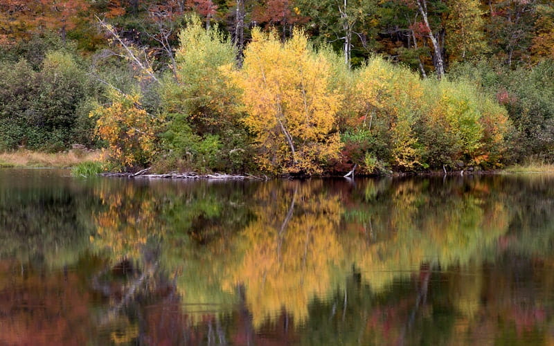 جنگلی در کنار دریاچه در پاییز
