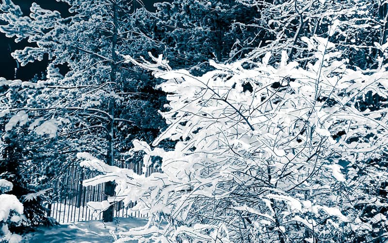 درختان مملو از برف