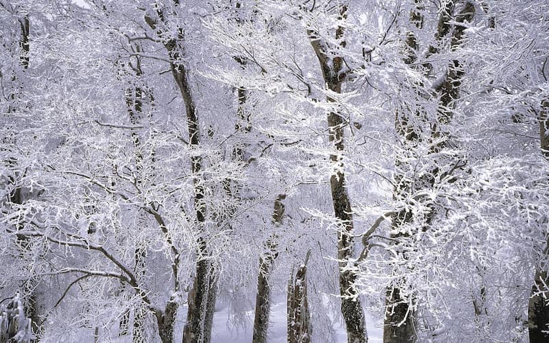 درختان سفیدپوش در زمستان