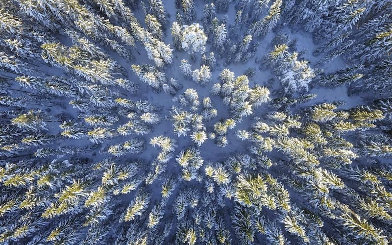 عکس هوایی از جنگلی سفیدپوش در زمستان
