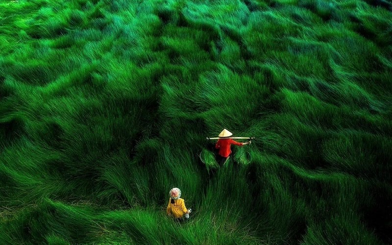 عکس هوایی از مزرعه ای سرسبز در ویتنام