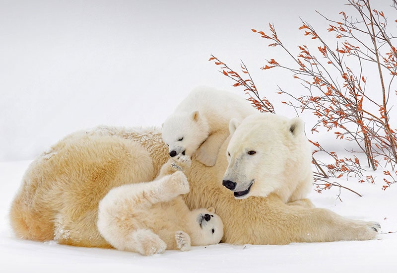 بازی بچه خرس‌ها با مادر